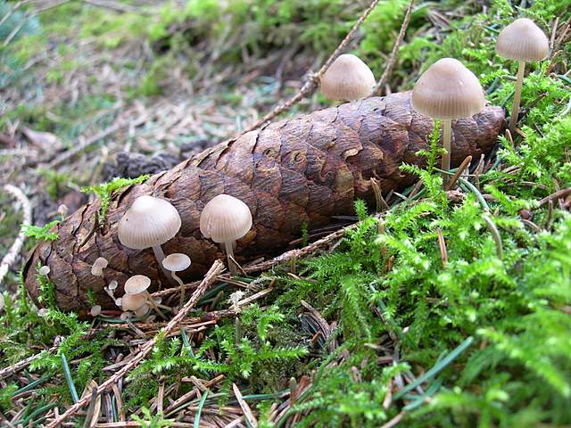 Macromiceti jurassiani � la lunga ricerca